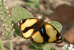 Surajpur Wetland - Natural Forest