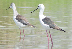 Surajpur Wetland - Natural Forest