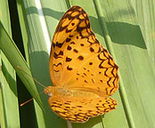 Surajpur Wetland - Gallery