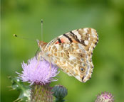 Surajpur Wetland - Gallery