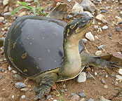 Surajpur Wetland - Gallery