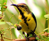 Surajpur Wetland - Gallery
