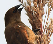 Surajpur Wetland - Gallery