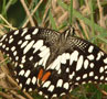 Surajpur Wetland - Latest News
