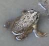 Surajpur Wetland - Latest News