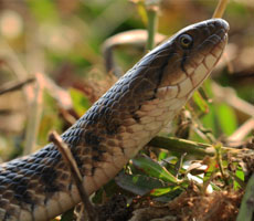 Surajpur Wetland - Natural Forest