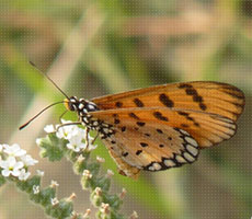 Surajpur Wetland - Natural Forest