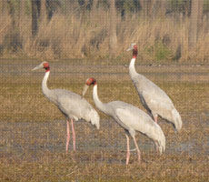 Surajpur Wetland - Natural Forest