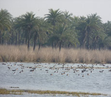 Surajpur Wetland - Natural Forest