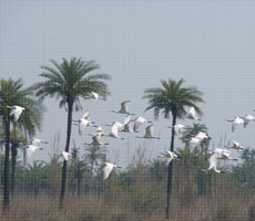 Surajpur Wetland - Natural Forest
