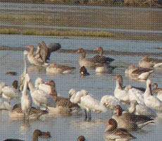 Surajpur Wetland - Natural Forest