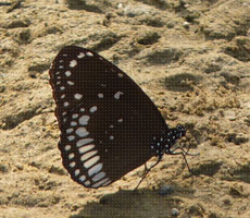 Surajpur Wetland - Natural Forest