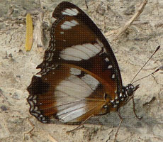 Surajpur Wetland - Natural Forest