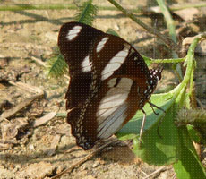 Surajpur Wetland - Natural Forest