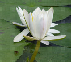 Surajpur Wetland - Natural Forest