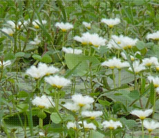 Surajpur Wetland - Natural Forest