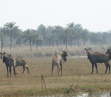 Surajpur Wetland - Natural Forest