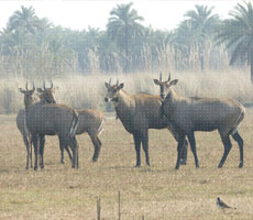Surajpur Wetland - Natural Forest
