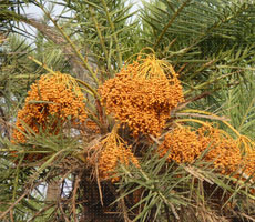 Surajpur Wetland - Natural Forest