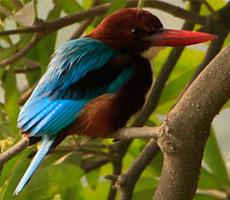 Surajpur Wetland - Natural Forest