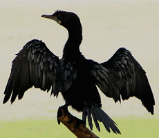 Surajpur Wetland - Natural Forest