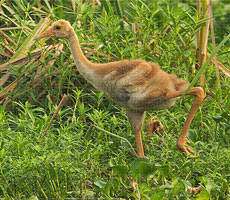 Surajpur Wetland - Natural Forest