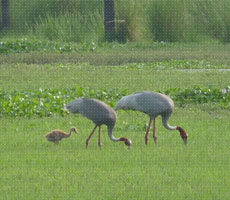 Surajpur Wetland - Natural Forest