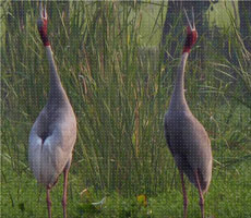 Surajpur Wetland - Natural Forest