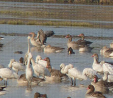 Surajpur Wetland - Natural Forest