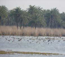 Surajpur Wetland - Natural Forest