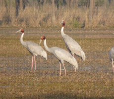 Surajpur Wetland - Natural Forest
