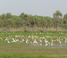 Surajpur Wetland - Natural Forest