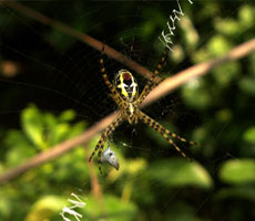 Surajpur Wetland - Natural Forest
