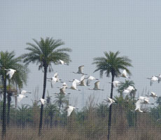 Surajpur Wetland - Natural Forest