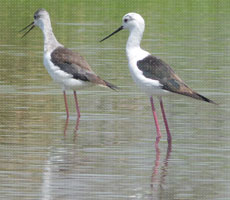 Surajpur Wetland - Natural Forest