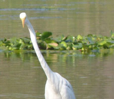 Surajpur Wetland - Natural Forest