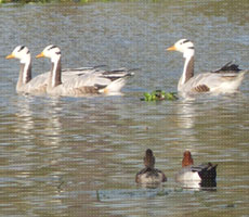 Surajpur Wetland - Natural Forest