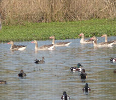 Surajpur Wetland - Natural Forest