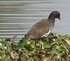 Surajpur Wetland - Natural Forest