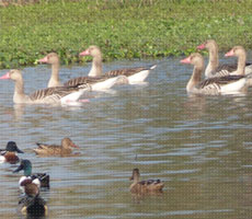 Surajpur Wetland - Natural Forest