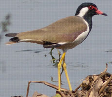 Surajpur Wetland - Natural Forest