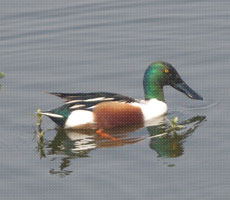 Surajpur Wetland - Natural Forest