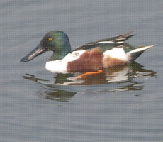Surajpur Wetland - Natural Forest