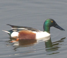 Surajpur Wetland - Natural Forest