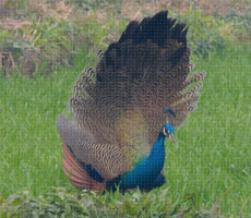 Surajpur Wetland - Natural Forest
