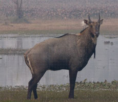 Surajpur Wetland - Natural Forest