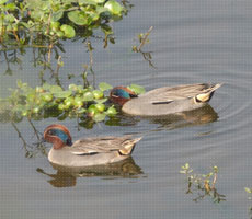 Surajpur Wetland - Natural Forest