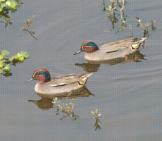 Surajpur Wetland - Natural Forest