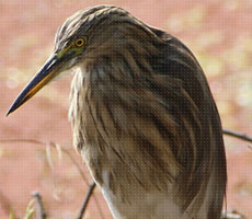 Surajpur Wetland - Natural Forest