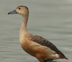 Surajpur Wetland - Natural Forest